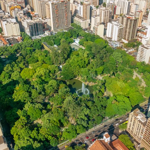 Um convite à observação de aves no Campo de São Bento